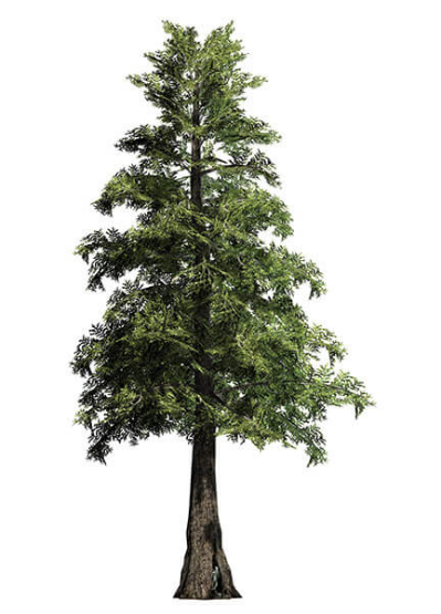 Trees of Washington State – Washington Forest Protection Association