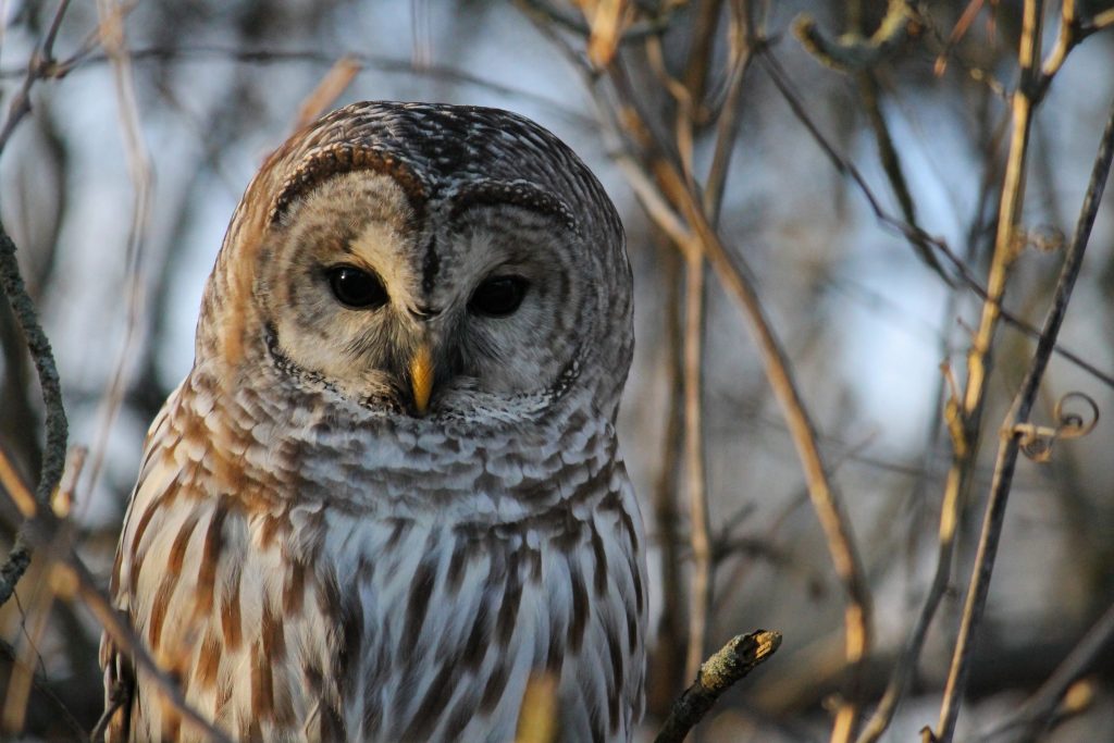 Northern Spotted Owl - Washington Forest Protection Association