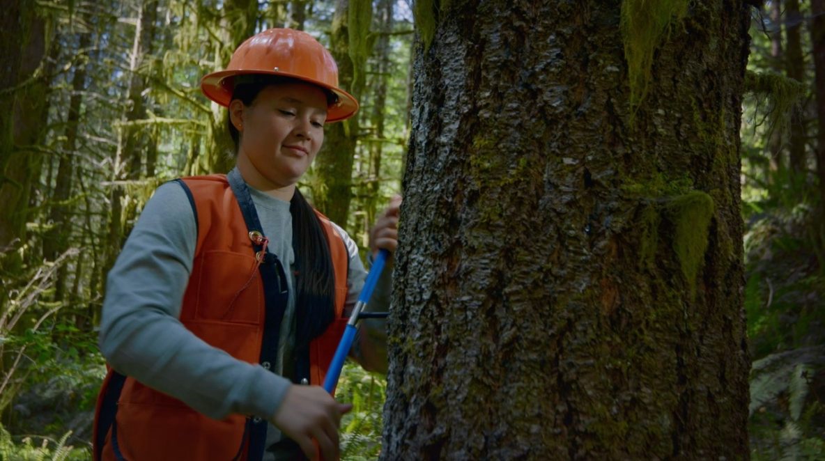 Sustainable Timber Harvesting – Washington Forest Protection Association