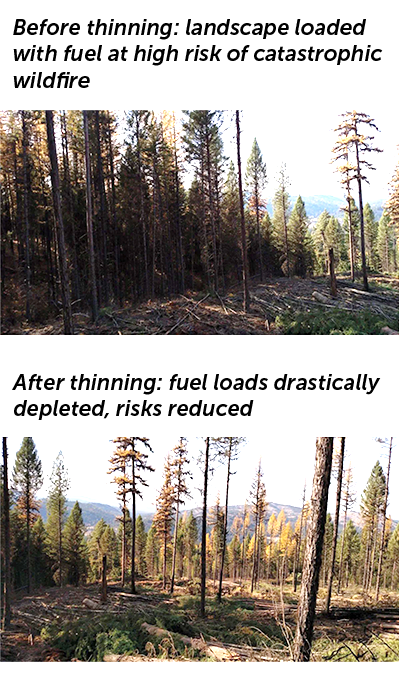 An image of the same section of a forest before and after selective thinning shows how much fuel can be taken away without removing all of the trees.